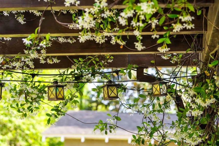 Dřevěná pergola porostlá jasmínem