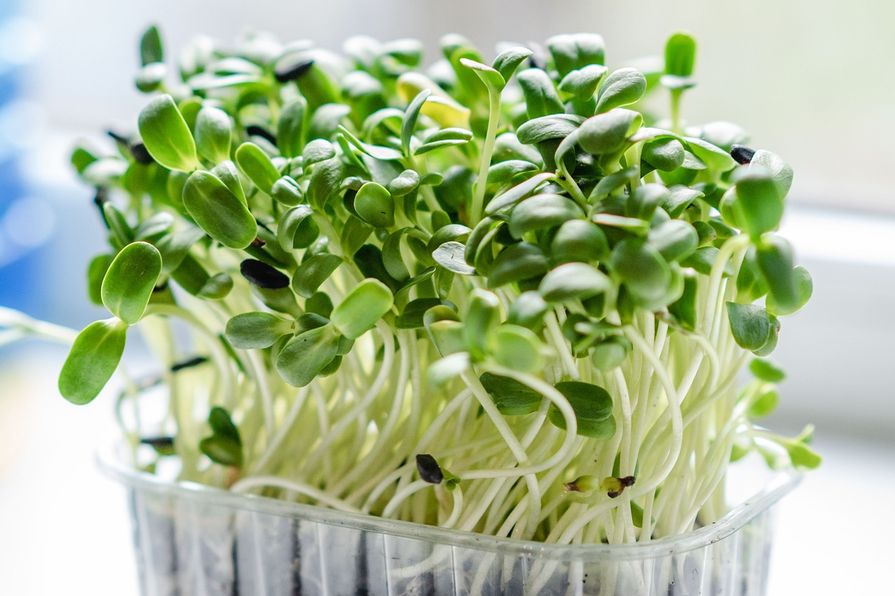 Microgreens rostoucí v plastové misce