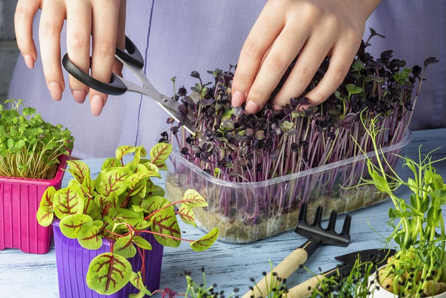 Stříhání výhonku v misce (microgreens)